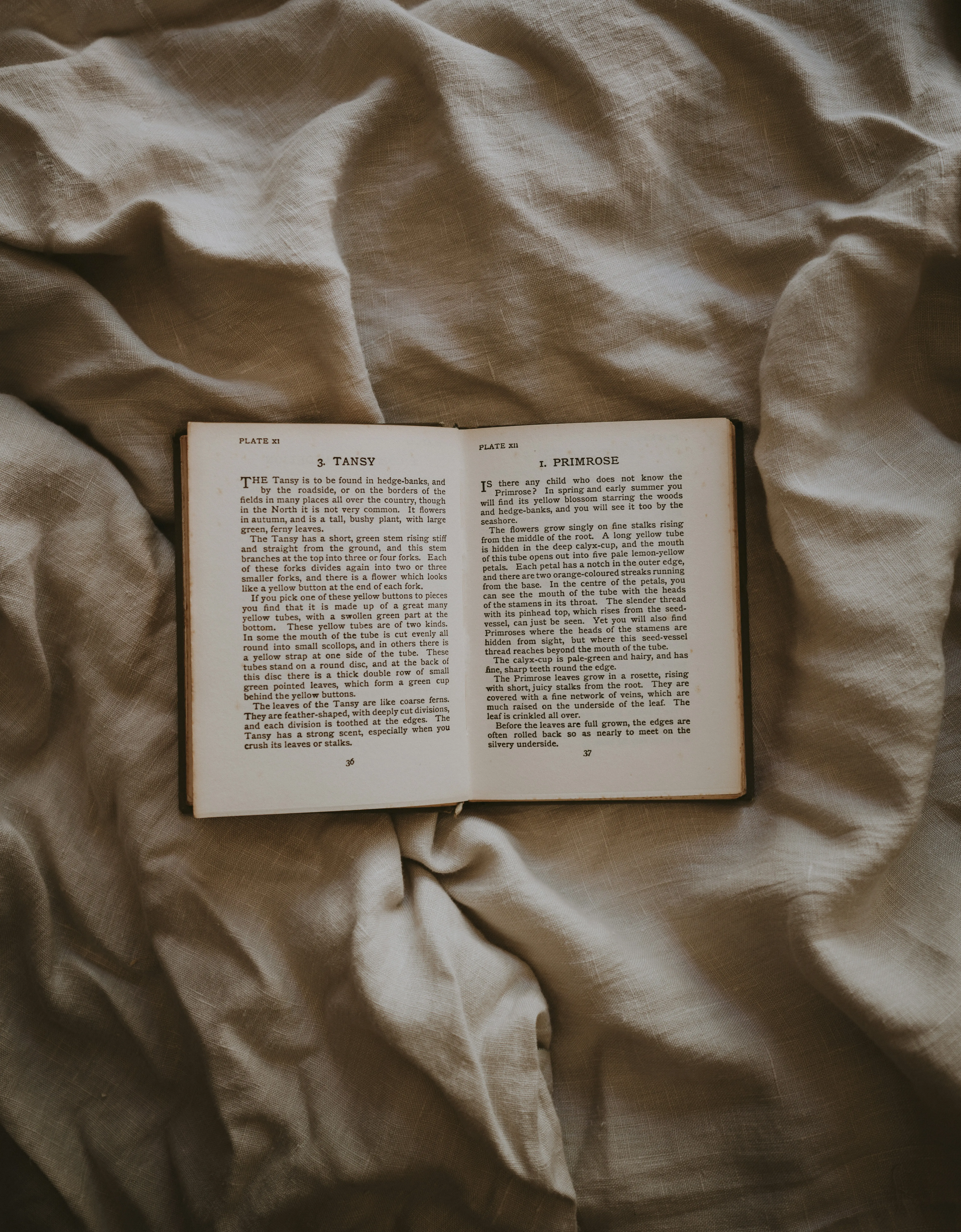 Typeset (Interior Formatting)